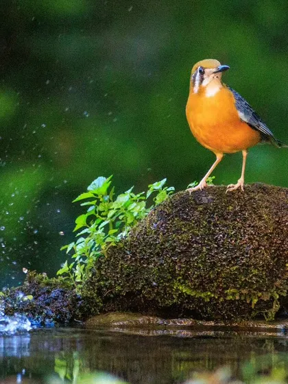 An Orange-headed Thrush waits its turn at a busy watering hole, as another bird splashes in the water. These communal spots are excellent for observing multiple species.