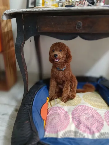 Here's Pogo again, this time sitting politely in one of the dog beds. He's happy to relax anywhere.