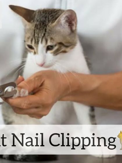 This shows the careful process of cat nail clipping. I ensure it's done safely and quickly to minimize any discomfort for your feline friend.