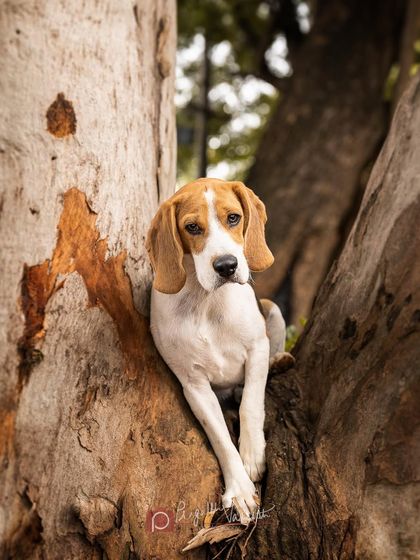 Pragalbh - Fine Art Pet Photography Outdoor Adventures photo 38