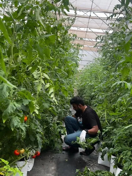 It's all hands on deck when the crops need attention. Our team and volunteers are seen here tending to the tall tomato vines, ensuring each plant gets the care it needs to flourish.