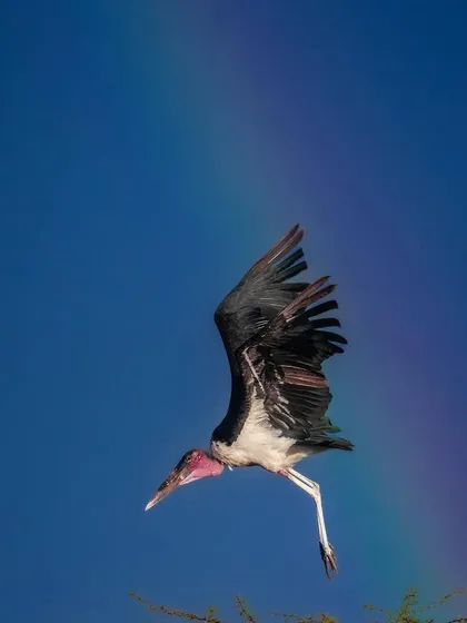 A Marabou Stork catches a rainbow as it comes in for a landing in the Masai Mara. It was a lucky, fleeting moment where weather and wildlife came together perfectly.