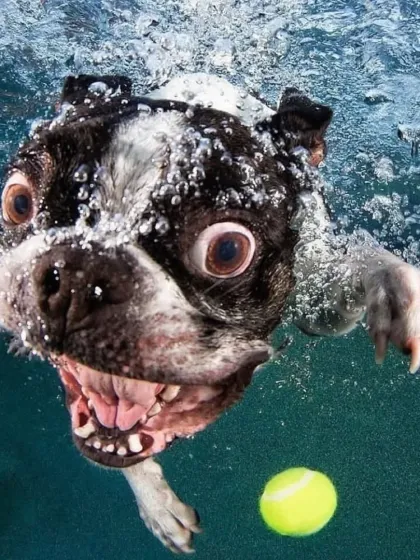 Another fantastic action shot of a Boston Terrier, this time with a tennis ball in the frame. The water bubbles and the dog's wide-eyed expression make this a truly memorable image.