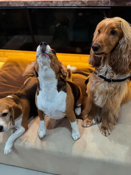 The challenge of getting three dogs to pose for a photo. This shot captures the chaotic energy perfectly.