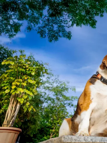 A wider version of the "proud hotshot" photo, showing more of the beautiful blue sky and green trees that serve as a backdrop for Scamp's dignified pose.