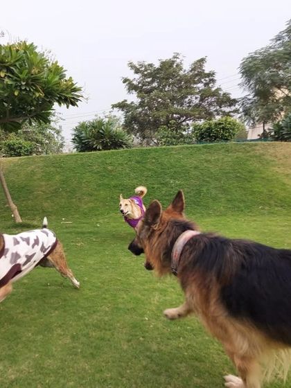 A German Shepherd joins the chase with two Indie friends.