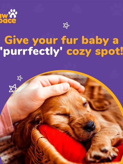 PawSpace - Pet Boarding & Sitting A Home Away From Home photo 4