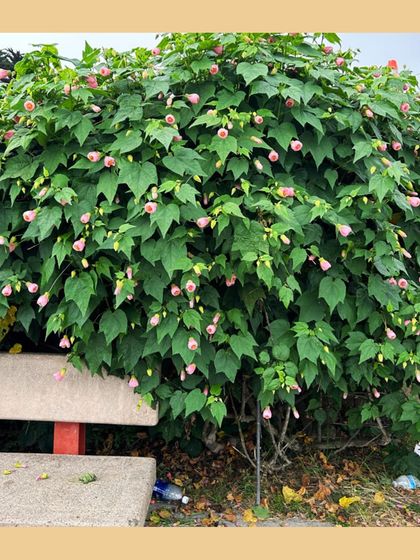 Our Native Plant Showcase photo 39