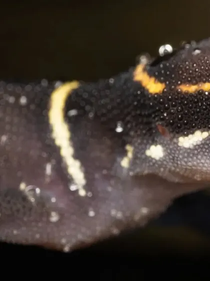 A full-body shot of the Deccan Banded Gecko during its grooming moment, its dark skin and yellow bands standing out against the wet background.