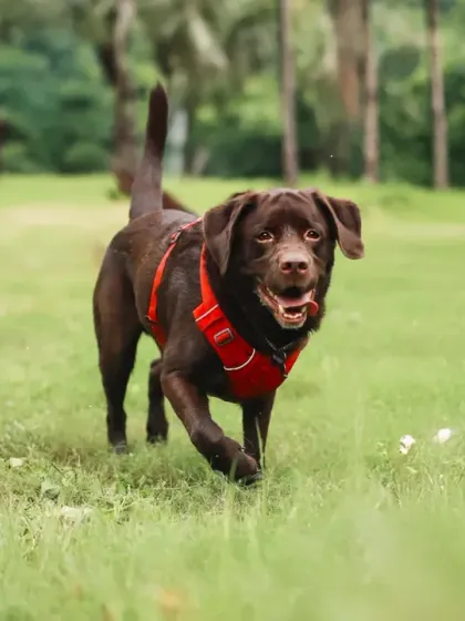 An action shot of a happy Chocolate Labrador mid-stride, enjoying the freedom of an open field. I focus on capturing your pet's true spirit, whether it's their boundless energy, a goofy grin, or a quiet moment.