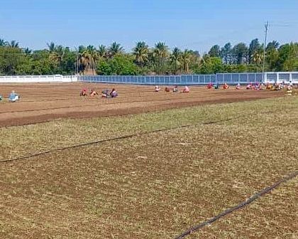 Another view of the podium garden development in progress, showing the sheer number of workers required for such a large-scale planting.