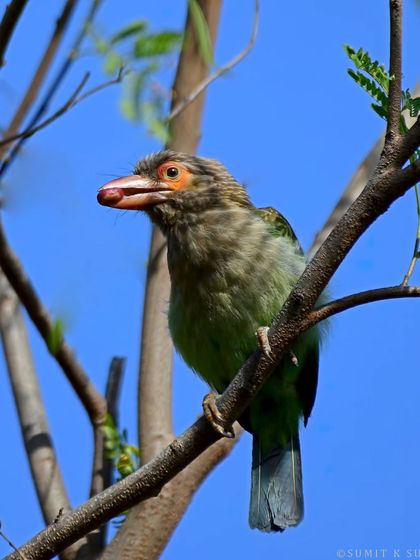 A Brown-headed Barbet with a fruit in its beak. Its call is one of the most familiar sounds of the Northern Gangetic Plains.