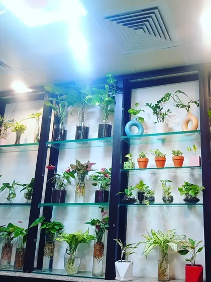 Another angle of our hydroponic plant collection, featuring Pothos, Syngonium, and other varieties. These are perfect for adding greenery without the hassle of soil.