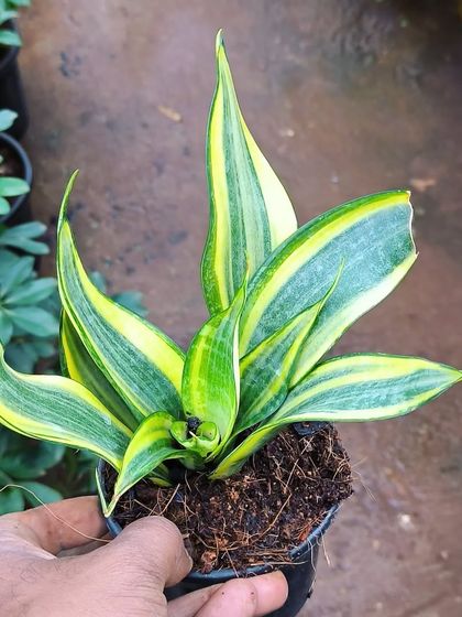 Easy-Care Indoor Plants photo 8