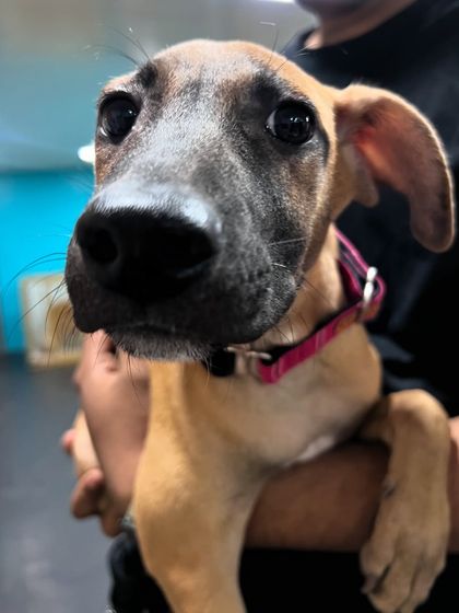 Look at that face! This little guy is still waiting for his forever home. He's a bundle of love and has so much potential. If you can't adopt, please share his story to help us find him a family.