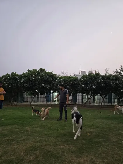 The whole gang is here. A staff member oversees a diverse group of dogs during an evening play session.