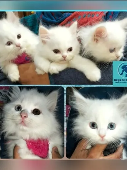 From their very first days, kittens need special attention. This collage shows a litter of white Persian kittens during their first vet check-up and vaccination, a crucial step for a long and healthy life.