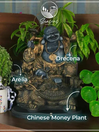 A fun display showing some of our popular plants: the Arelia, the Dracaena (money plant), and the Chinese Money Plant, all arranged around a laughing Buddha statue.