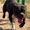 Goyer Dog Farm