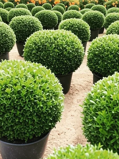 A closer look at our topiary shrubs. These decorative plants are excellent for creating formal hedges, borders, or standalone features in a garden.