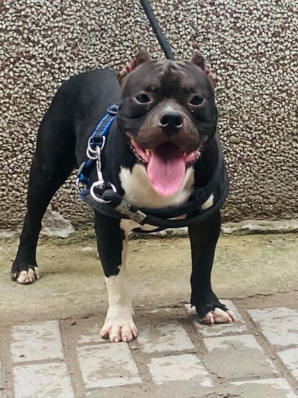 A great standing shot of Sultan in his harness, looking powerful and ready to go.