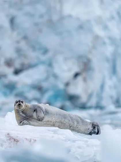 A Bearded Seal relaxing on a floating piece of ice, perfectly embodying the chill lifestyle of the Arctic.