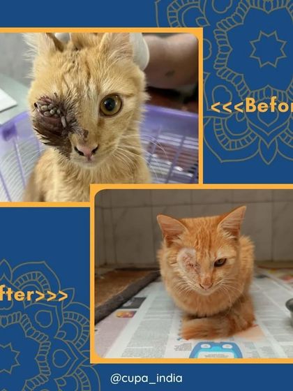Cupa - Emergency Animal Rescue & Treatment Cat Rescue & Recovery Stories photo 8