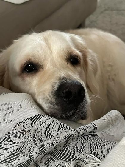 Zoella Dog Training - Puppy Foundation Training My Story & My Pups photo 20