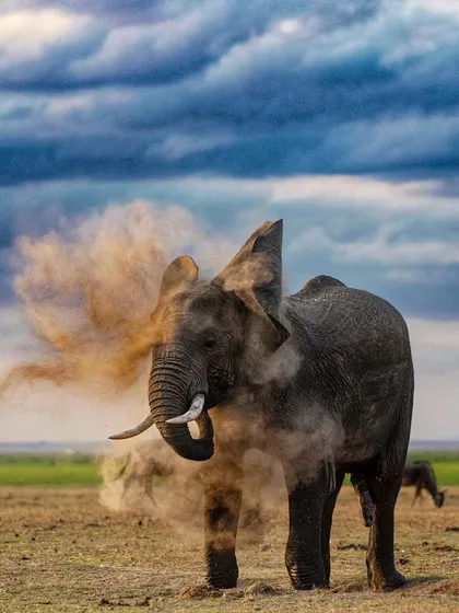 An elephant creates a storm of dust against a dramatic sky. This is not just for cleaning; dust bathing is also a social activity and a sign of a relaxed and healthy animal.