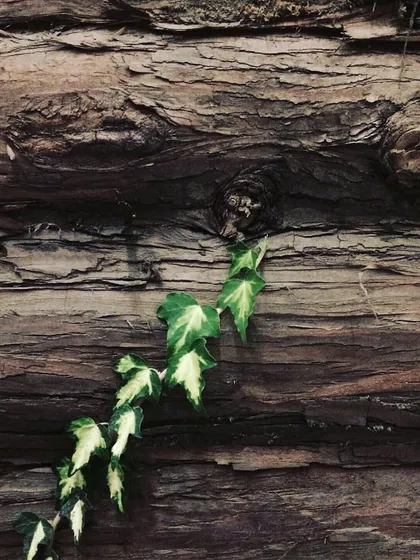 True sustainability means finding beauty in what others discard. This is a close-up of a feature wall I created from upcycled tree skin, a waste product from the timber industry. Now, it serves as a natural canvas for ivy to grow, becoming a living piece of art.
