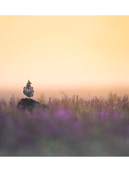 A crested lark sits on a rock amidst a field of purple flowers, with the soft, hazy light of a foggy morning creating a painterly effect.