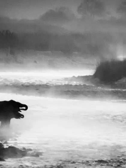 A black and white fine art print that captures the mood of a misty morning. Two elephants appear as silhouettes by the water's edge, creating a serene, timeless, and artistic scene that focuses on form and atmosphere.