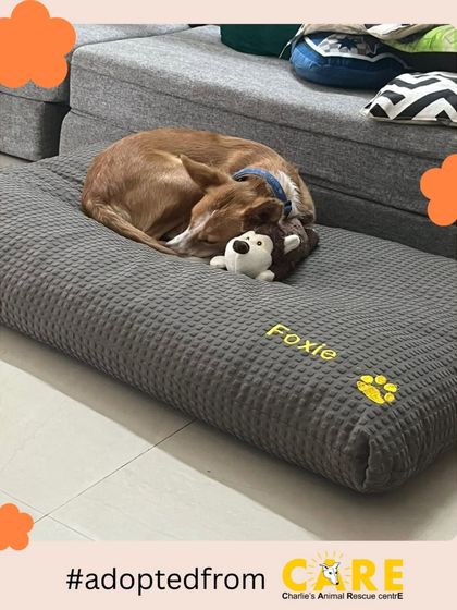 Charlie's Animal Rescue Centre - Animal Rescue & Adoption Happy Tails: Our Adoption Stories photo 9