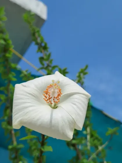 Bhardwaj - Urban Gardening Consultation A Riot of Colorful Flowers photo 40