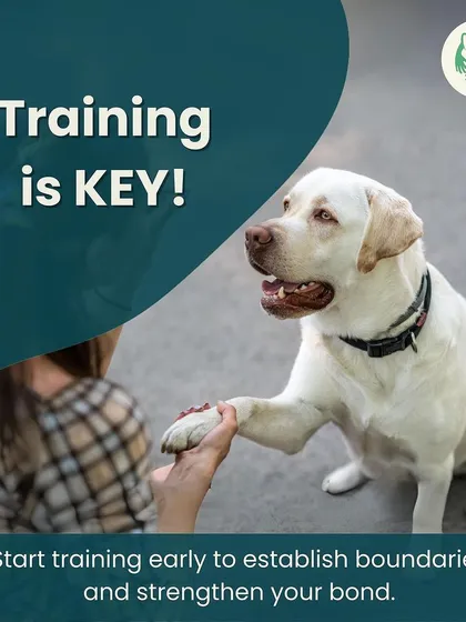 We can't say this enough: training is key. Starting early helps establish clear boundaries and builds a strong, positive relationship between you and your dog. It’s the foundation for a happy home.