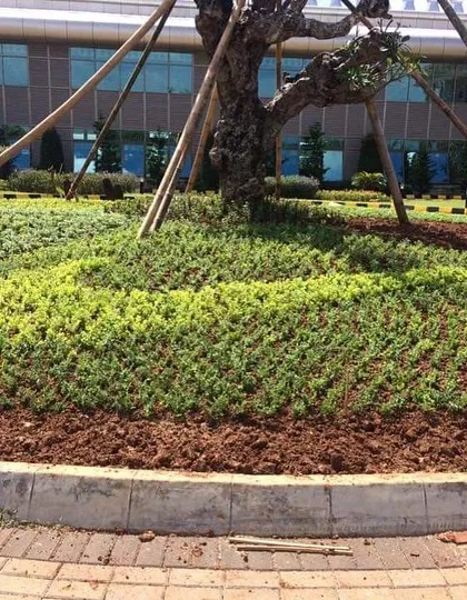 A close-up of a new planting bed at a commercial site. We've installed fresh groundcover plants around a mature tree, a common practice in our beautification projects for public and corporate spaces.