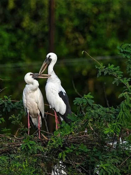 A pair of Asian Openbill storks interact in their nesting colony in Keoladeo National Park. The breeding season here is a noisy, bustling spectacle that we love to share with our guests.
