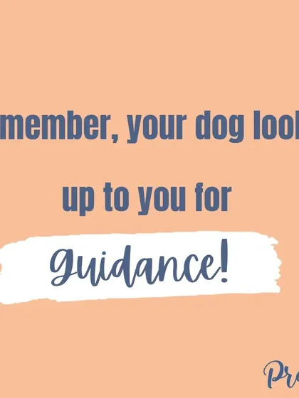 Remember, your dog looks up to you for guidance in new and scary situations. Being their trusted leader is the most important role you can play.