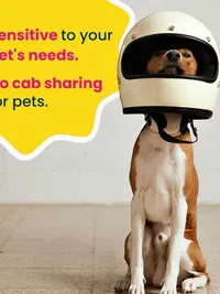 Pet Taxi Service