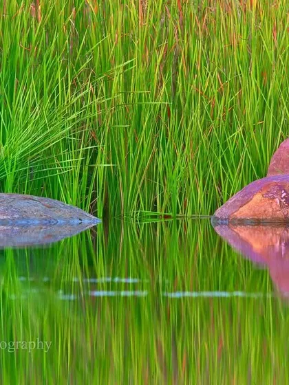 I find immense joy in such scenes at a waterfront. The tranquility, stillness, and perfect reflections of reed and rock sing nature's song, even when no animal is in the frame.