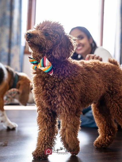 Pragalbh - Commercial Pet Photography Action & Lifestyle Photography photo 8