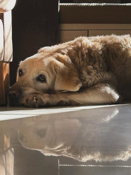 These additional photos showcase the variety of wonderful dogs I have the pleasure of caring for, each with their own unique charm and personality. From playful moments to quiet cuddles, every interaction is special.