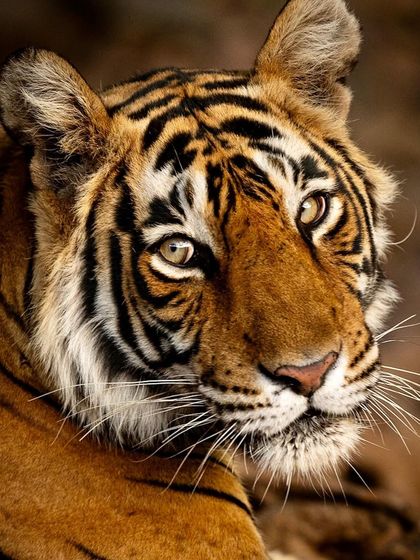 A close-up portrait of Noori, a famous tigress from Ranthambhore. Her wise and knowing eyes seem to tell a story of a long life in the jungle. Capturing the character of individual animals is a key part of my work.