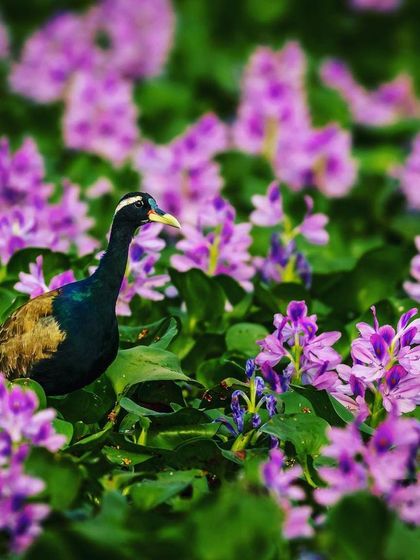 A Bronze-winged Jacana walks through a field of purple water hyacinths. The composition creates a beautiful tapestry of color, with the bird's dark body contrasting against the soft floral background.