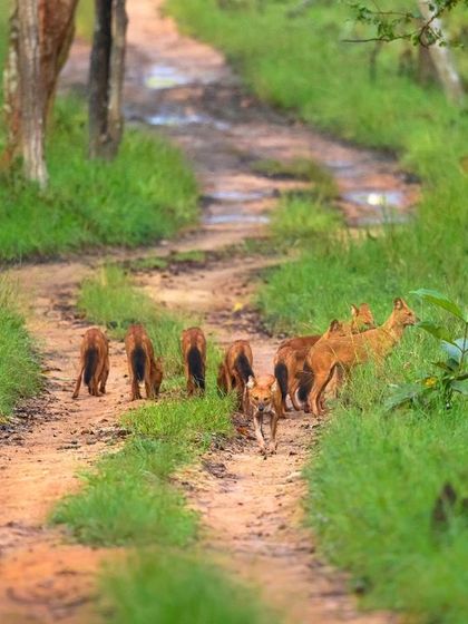 The Cuon pack on the move in Bandipur. This sequence shows the entire pack trotting down a jungle path, with one individual looking back, offering a great view of their coordinated movement and structure.