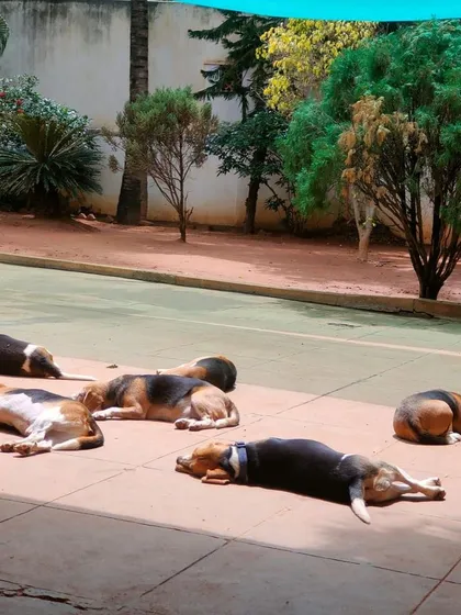 After a good run, it's time for a group nap in the sun. In our cage-free environment, dogs are free to find their favorite spot and relax with their new friends.