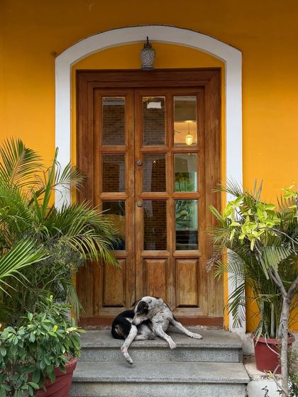 Two dogs resting on the steps before a large wooden and glass door on a yellow wall, a perfect slice of life in Pondicherry.