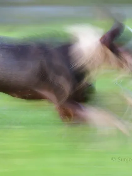 A feral dog on the run, its blurred form a stark reminder of the impact of domestic animals on wild spaces. Their presence is a growing concern for conservationists.