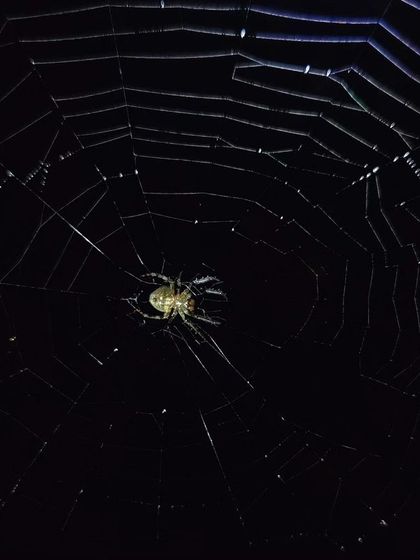 A spider in its web, a classic macro subject that teaches lessons in lighting and focus.