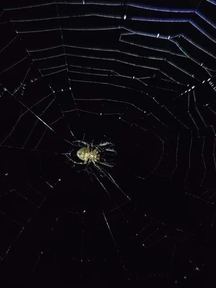 A spider in its web, a classic macro subject that teaches lessons in lighting and focus.